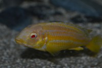 /album/fotogalerie/auratus-albino-1-jpg/